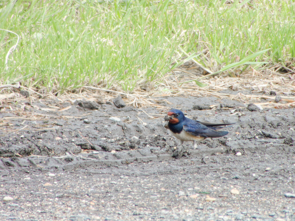 Photo of Swallow